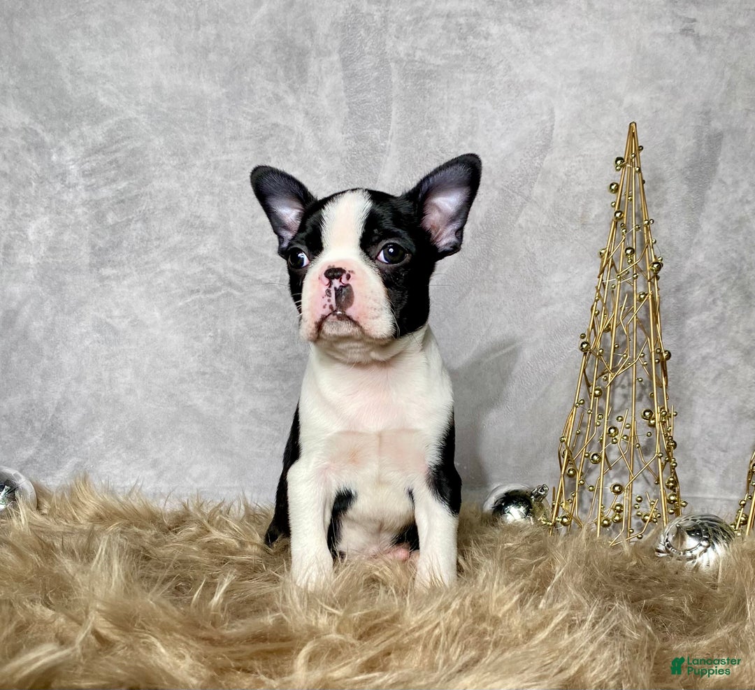 Boston Terrier dogs for sale: Jasper - Ad 6