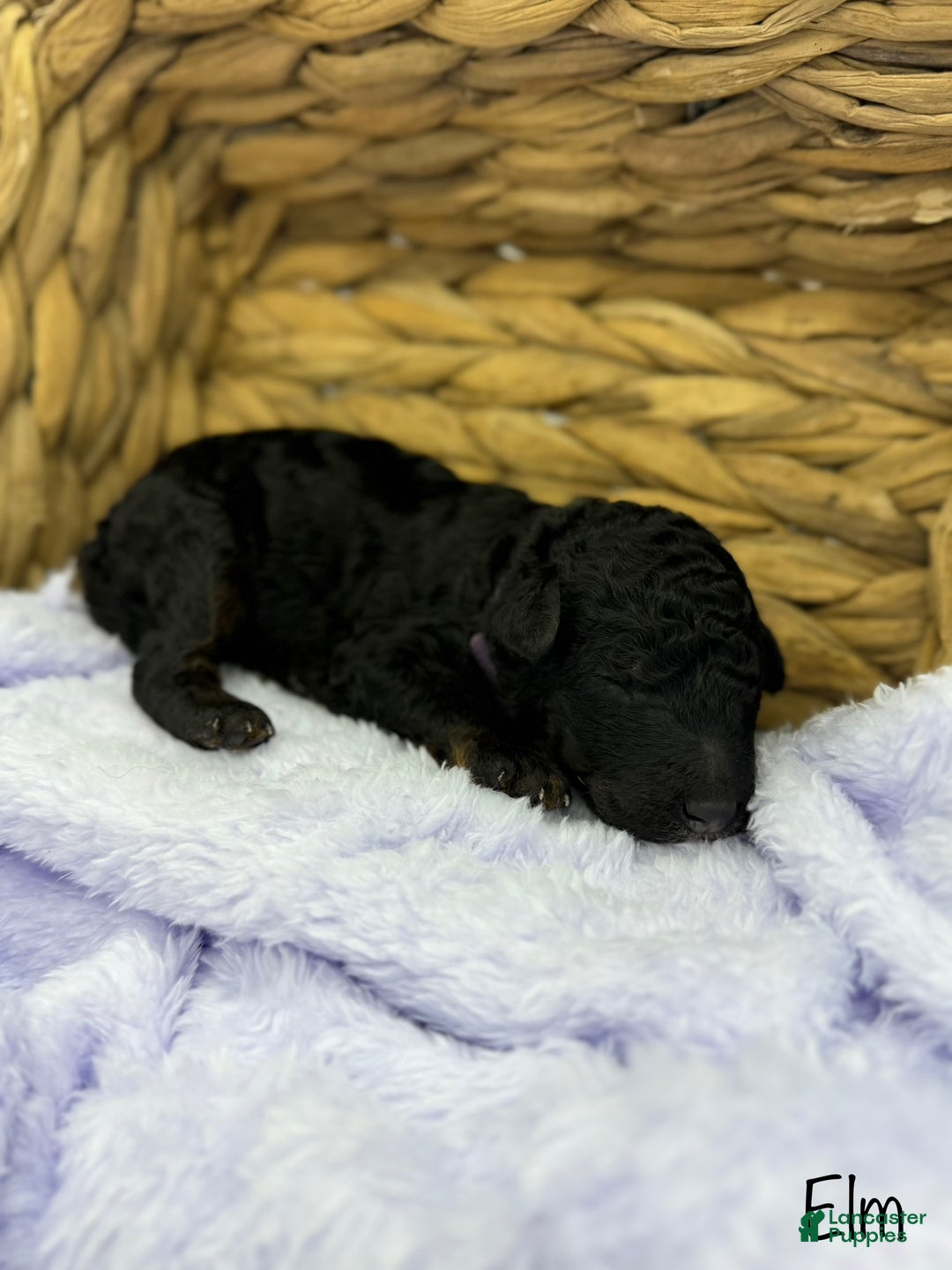 Standard Poodle dogs for sale: Elm - Ad 10