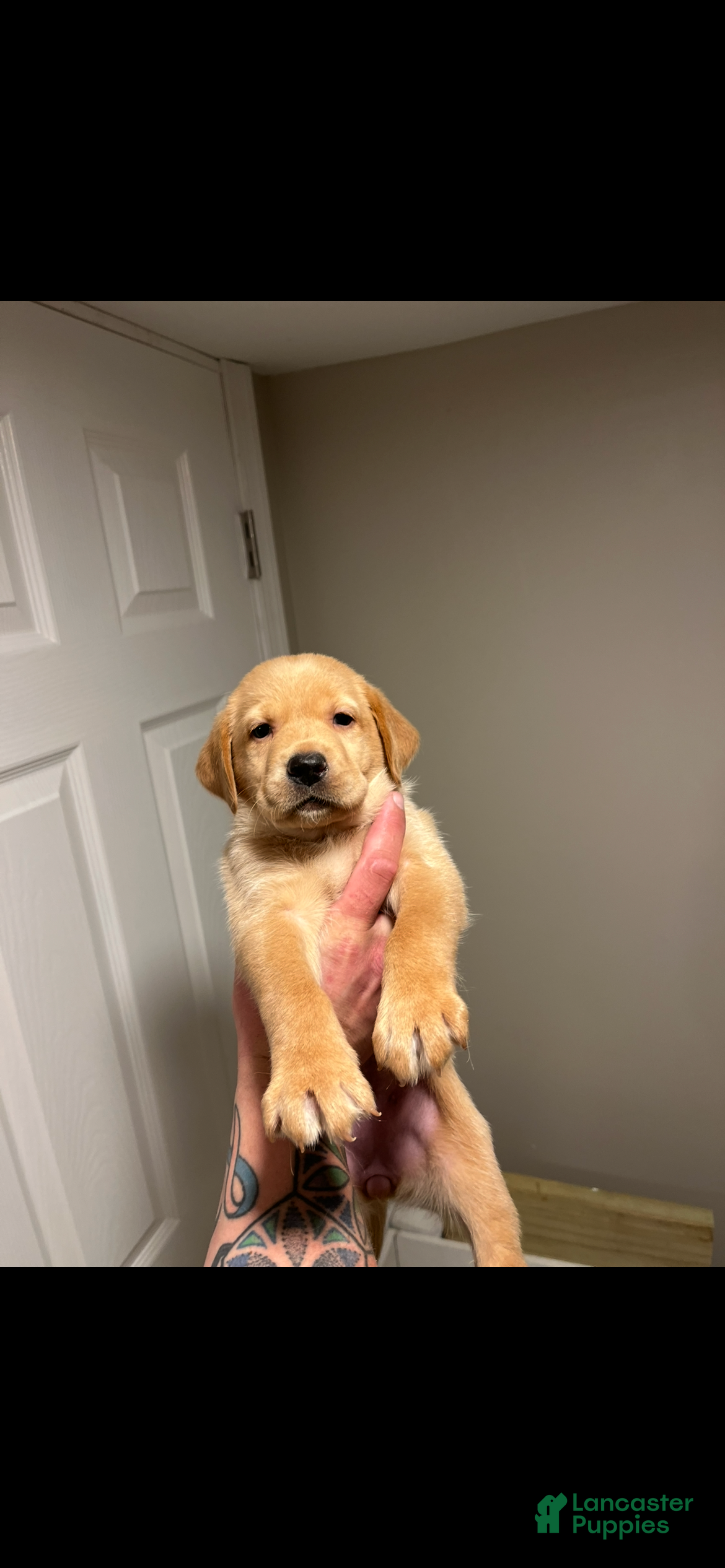 Labrador Retriever dogs Vola - Ad 25