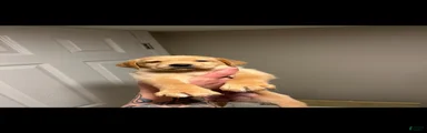 Vola