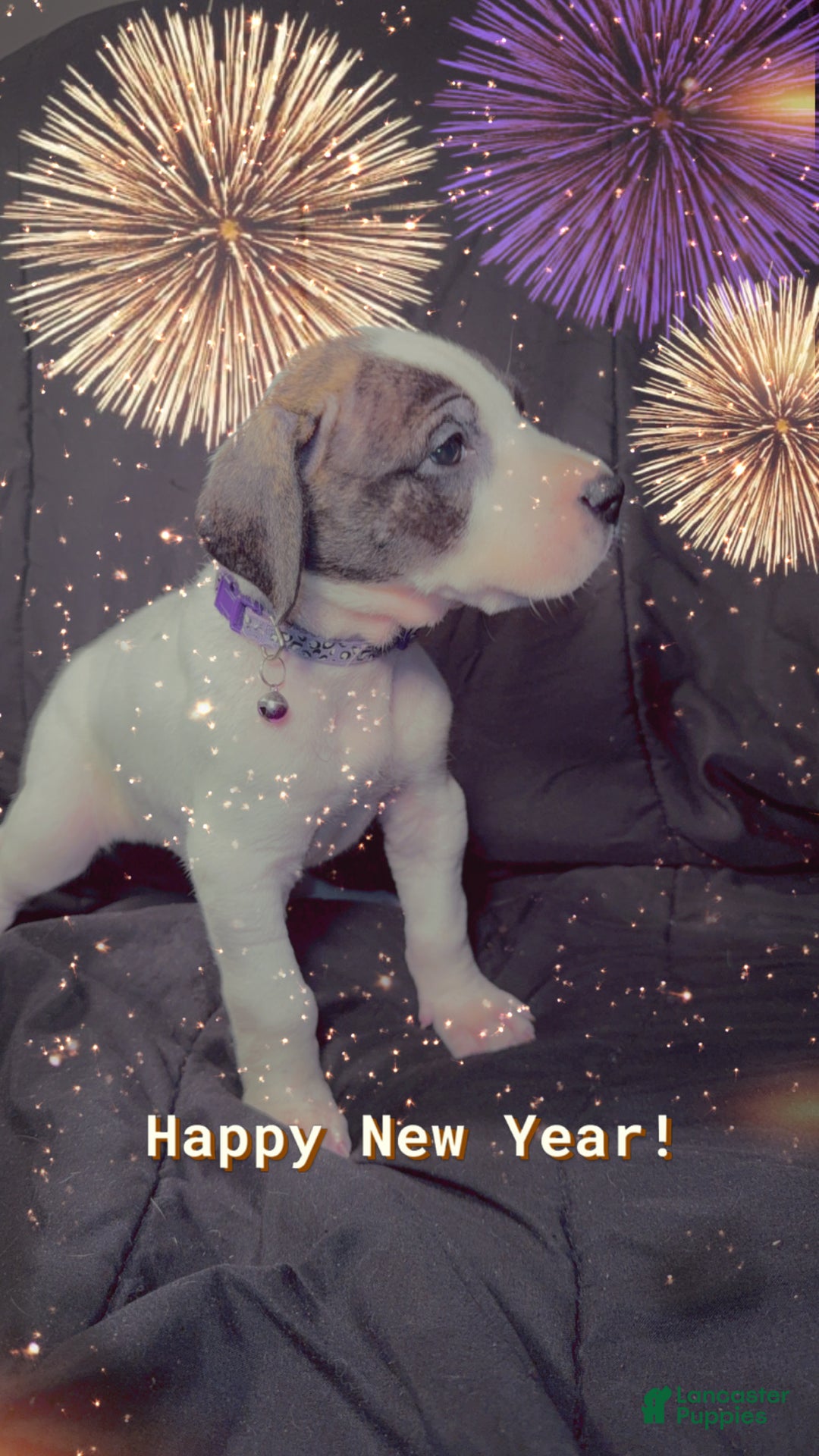 Great Dane dogs for sale: Vicky - Ad 6