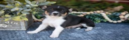 Chihuahua dogs for sale: Peter - Ad 1