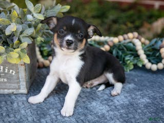 Chihuahua dogs Peter - Ad 30