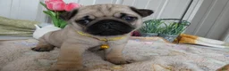 Pug dogs for sale: Pug Puppy 2 Olivia - Ad 4