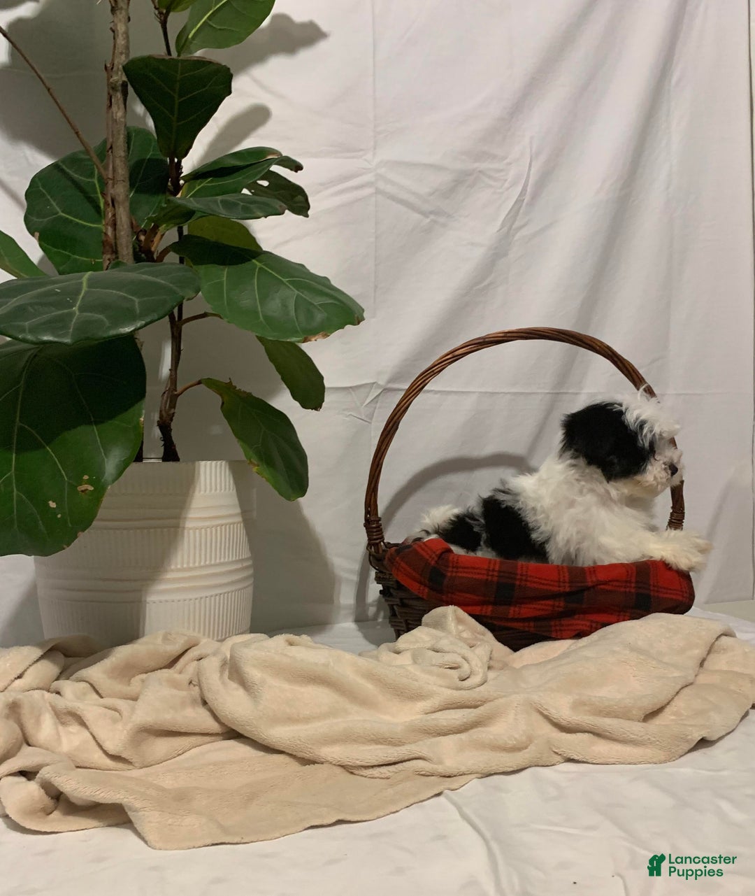 Havanese dogs for sale: Charlie - Ad 6