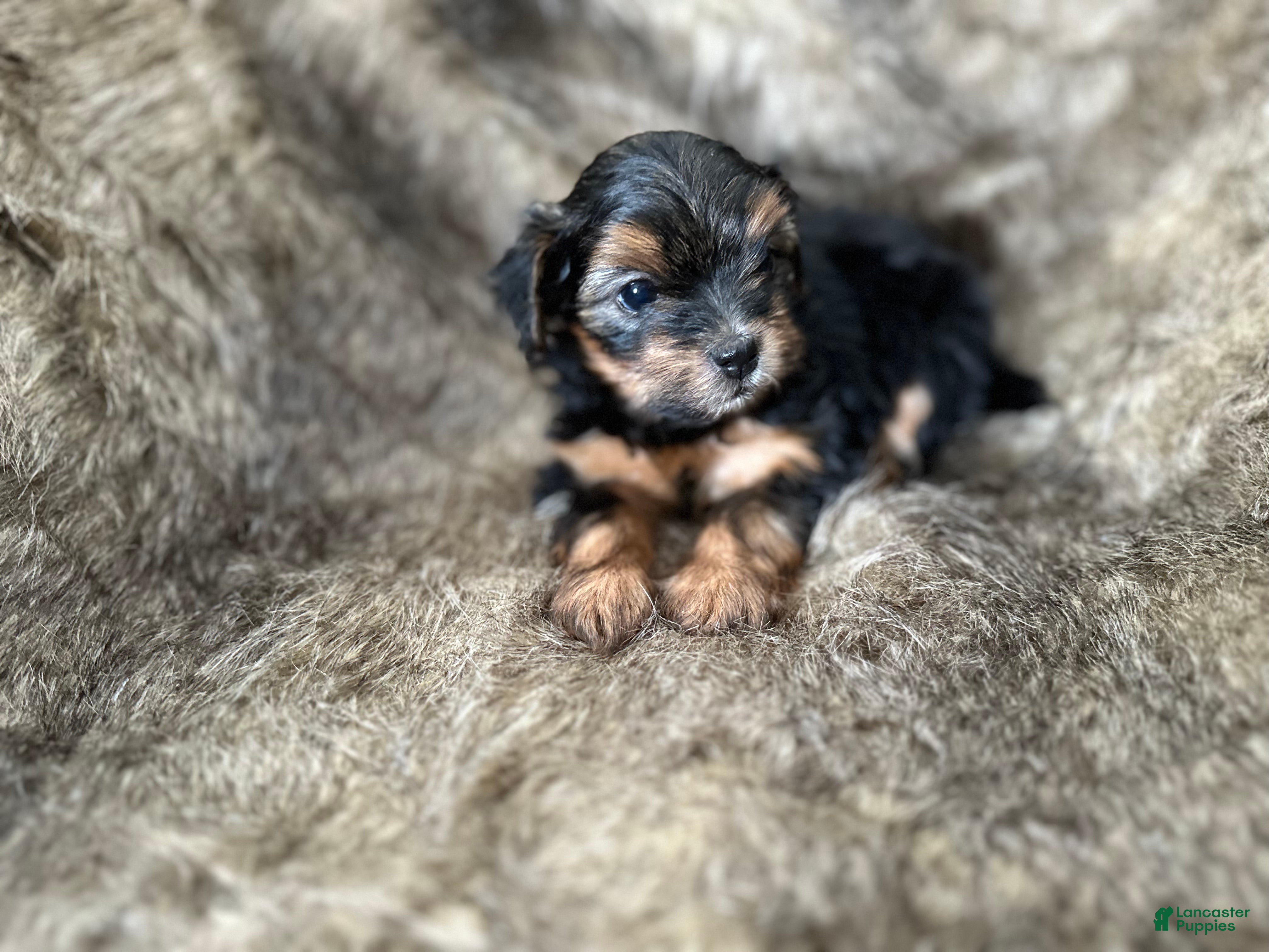 Shorkie dogs Kenady - Ad 30