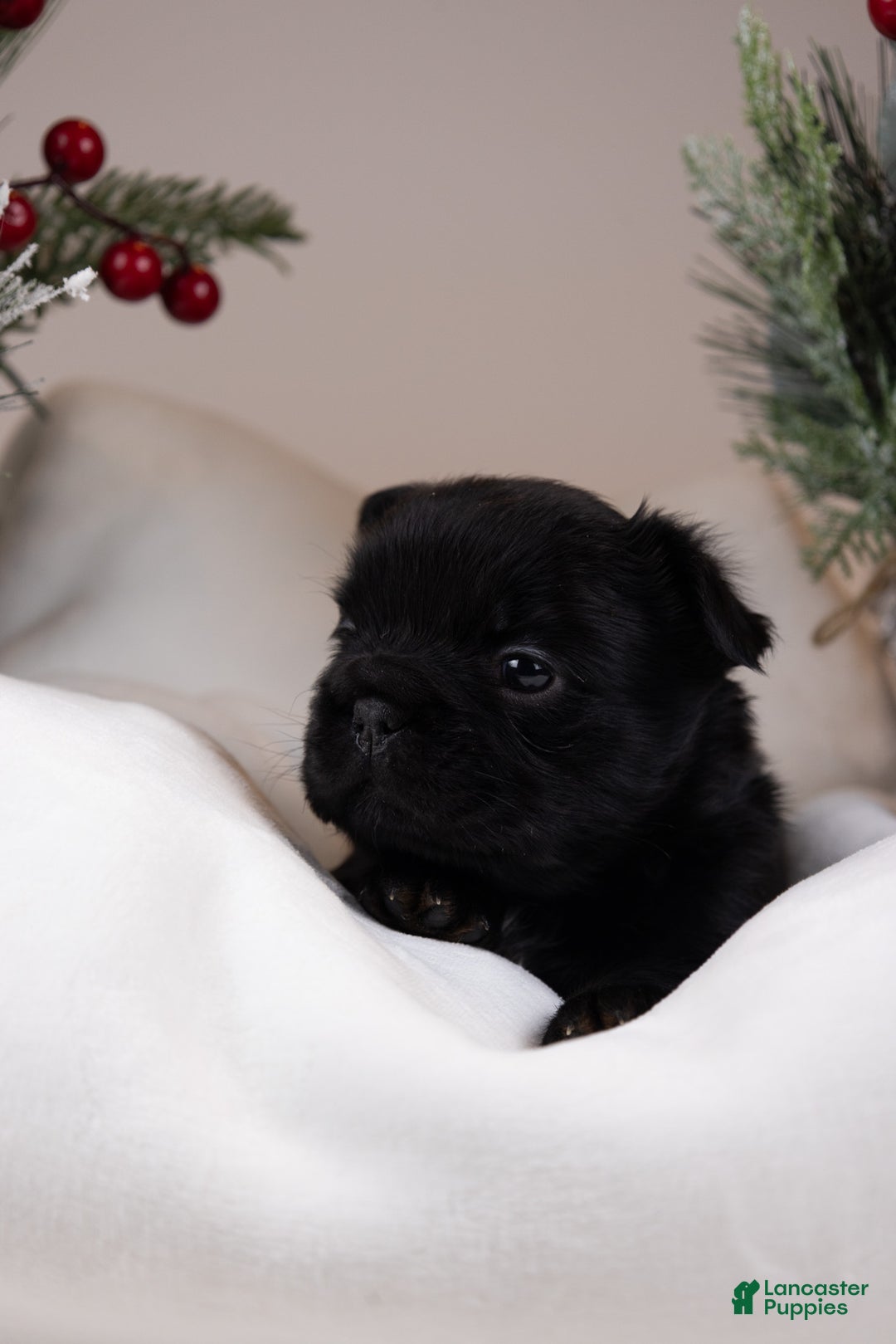 French Bulldog dogs for sale: Teddie -Fulffy Big Rope - Ad 14