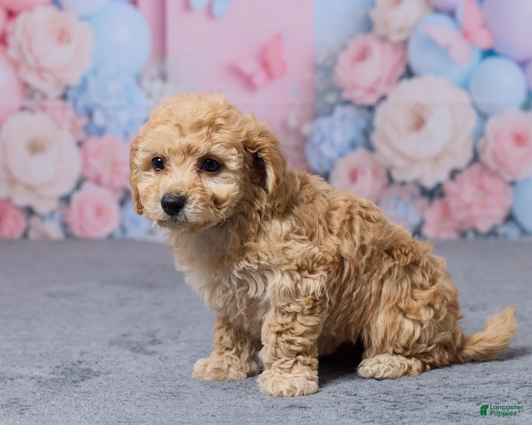 Bichpoo dogs for sale: Tootsie - Ad 2