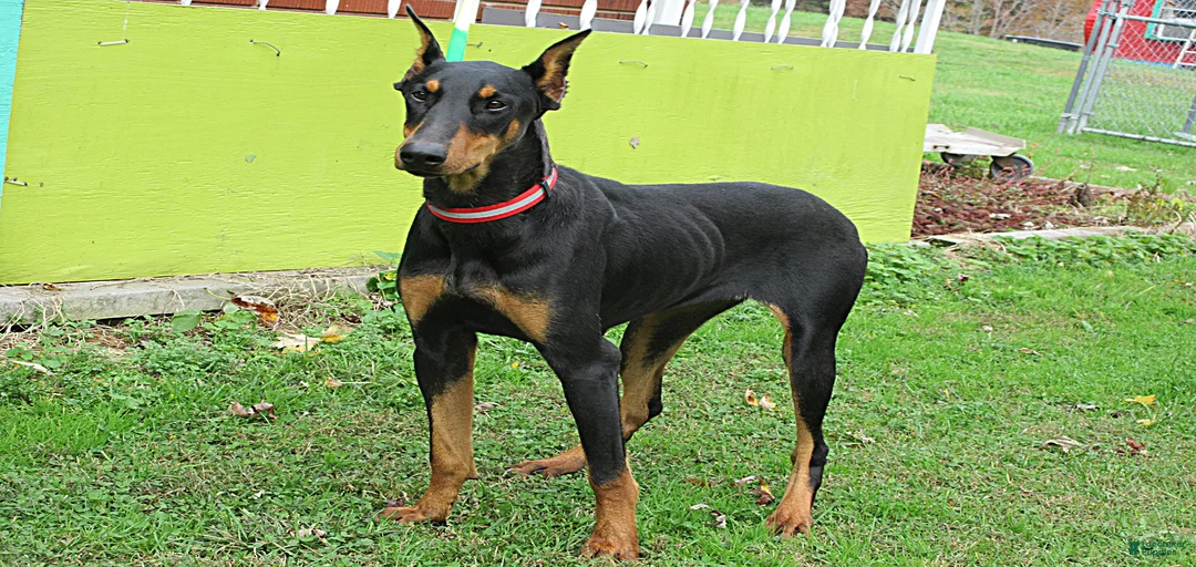 Gallery Image {{count}}