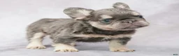 French Bulldog dogs for sale: Bruno - Ad 3