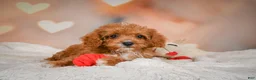 Cavapoo dogs for sale: Charles - Ad 1