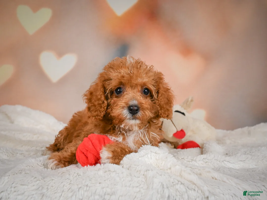 Cavapoo dogs for sale: Charles - Ad 1