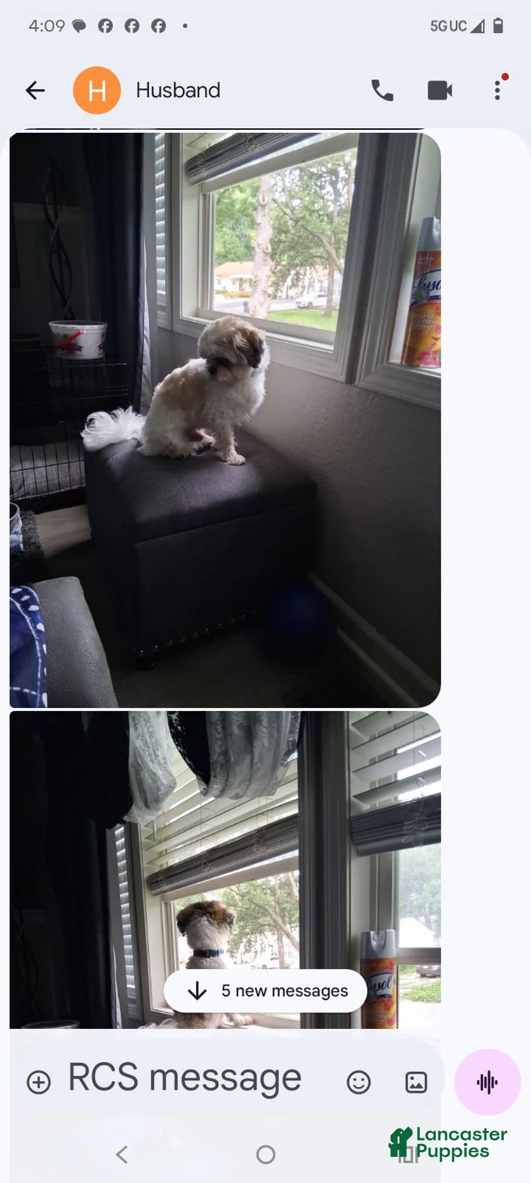 Shih Tzu dogs for sale: Shih Tzu 1 - Ad 3