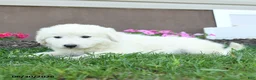 Maremma Sheepdog dogs for sale: Ernie - Ad 3