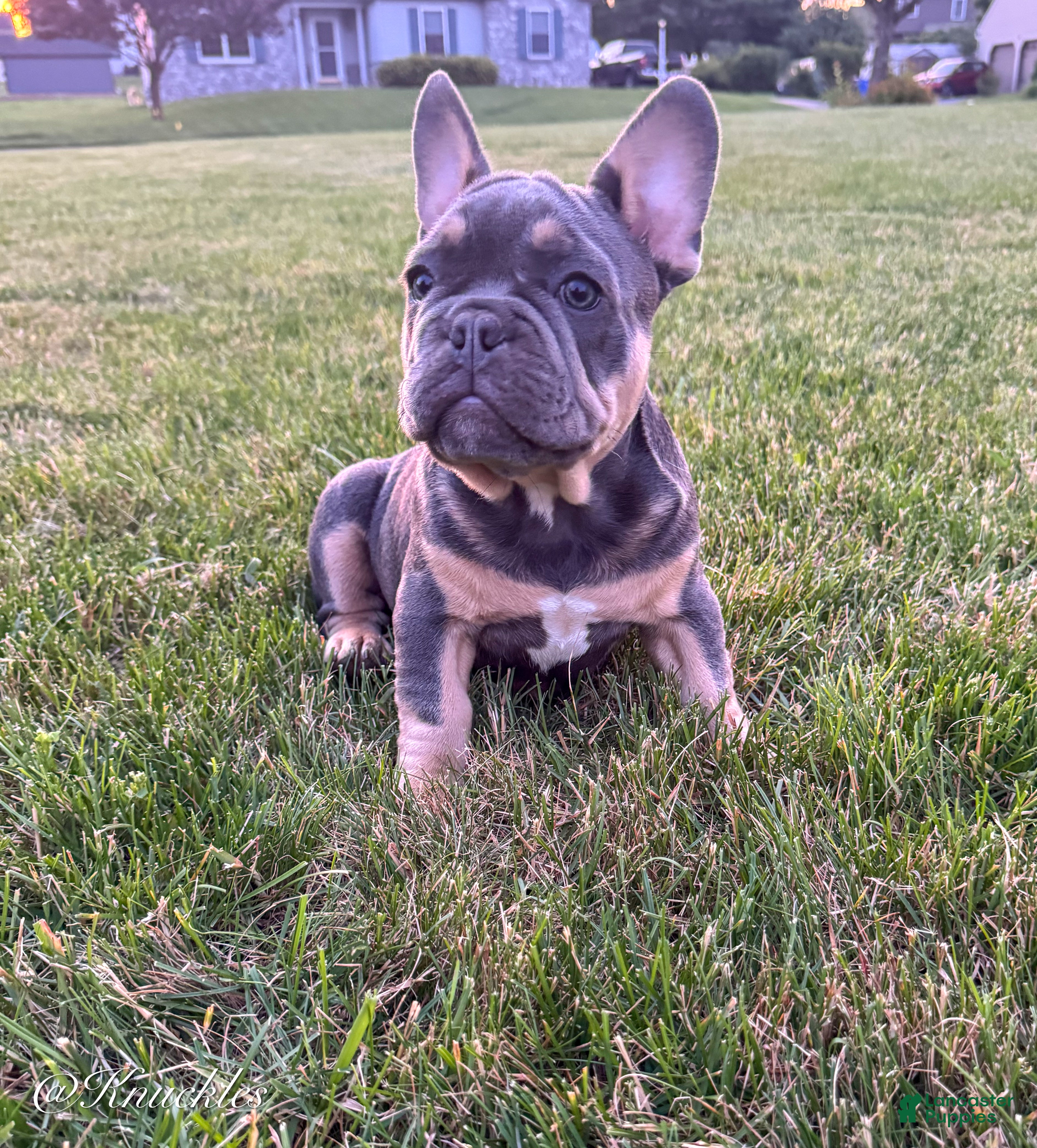 French Bulldog dogs Knuckles  - Ad 2