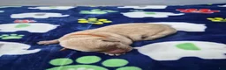 Goldador dogs for sale: Birdie - Ad 7