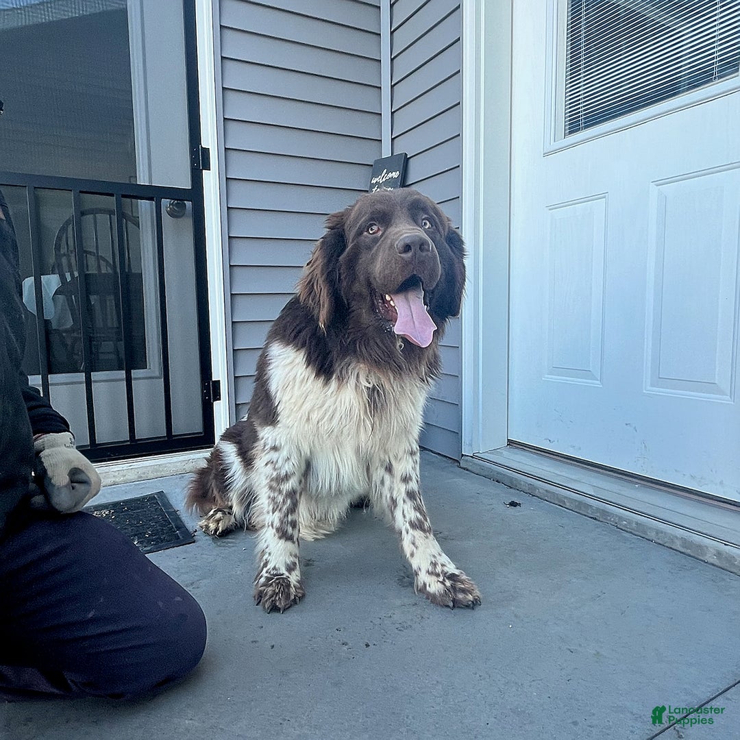 Newfoundland dogs for sale: Ivy - Ad 7