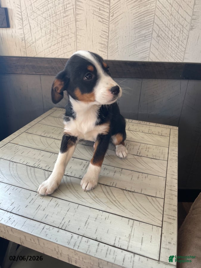 Mixed Breed dogs Stetson - Ad 8