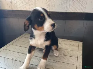 Mixed Breed dogs Stetson - Ad 6