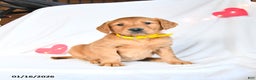 Golden Retriever dogs for sale: Merlin - Ad 4
