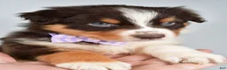 Australian Shepherd dogs for sale: Balia  - Ad 7