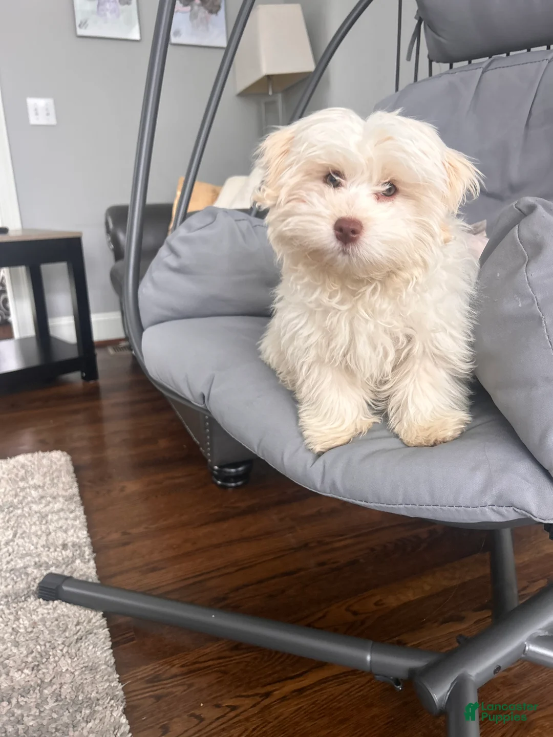 Havanese dogs for sale: Ollie Havanese Puppy – 3.5 Months Old – Loving & Playful - Ad 5