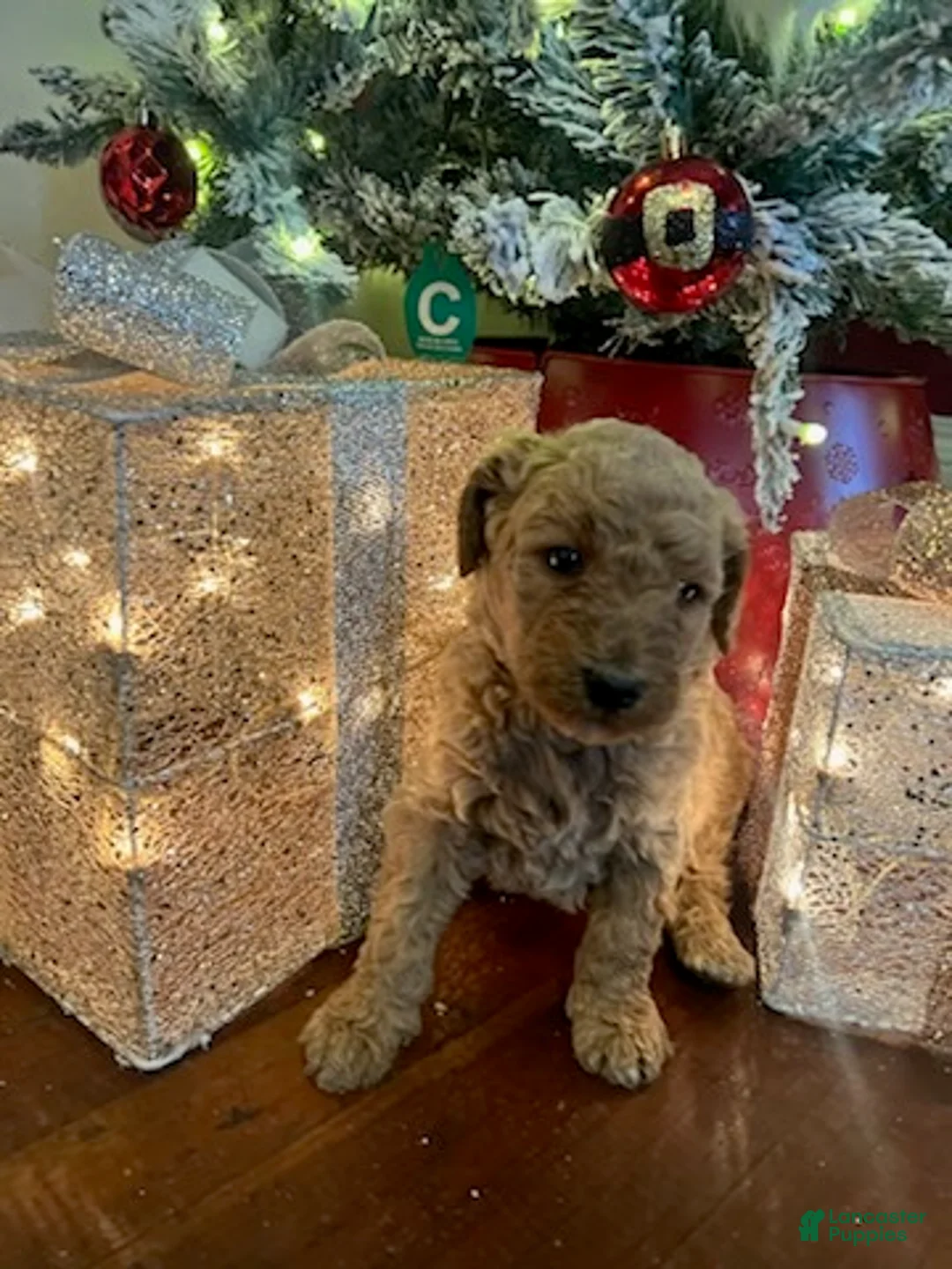 Standard Poodle dogs for sale: Billy - Ad 5