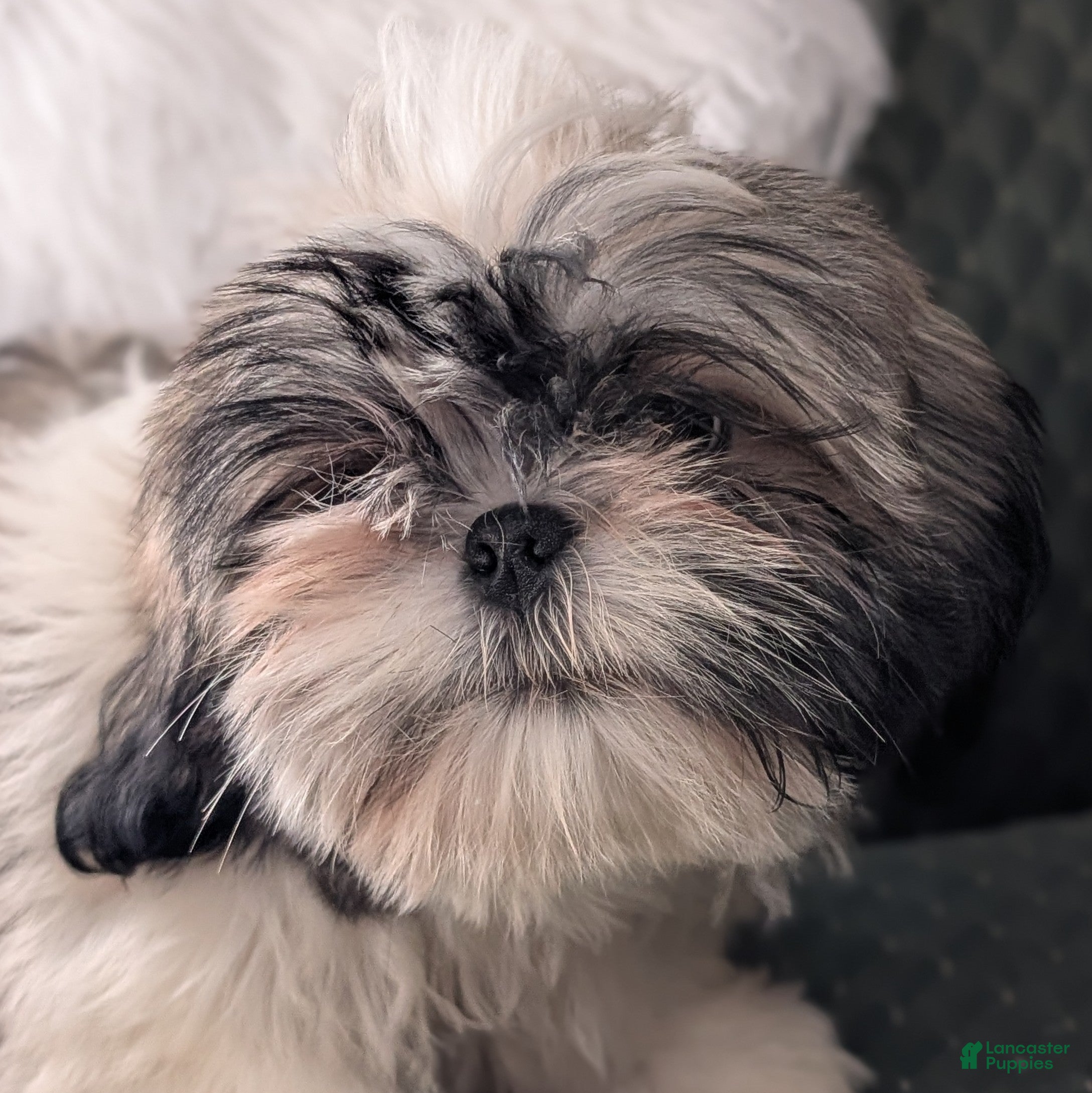 Shih Tzu dogs for sale: Stripes - Ad 28