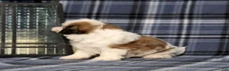 Teddy Bear dogs for sale: Kevin - Ad 3