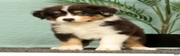 Miniature Australian Shepherd dogs for sale: Jade - Ad 3