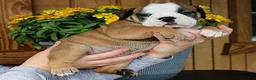 Olde English Bulldogge dogs for sale: Summit - Ad 1
