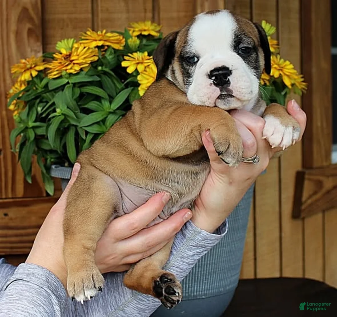Olde English Bulldogge dogs for sale: Summit - Ad 1