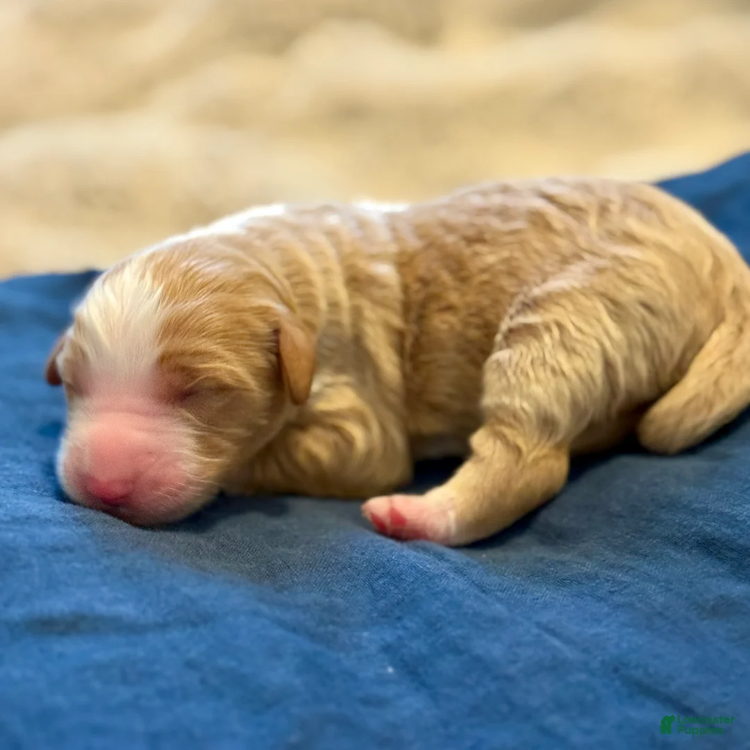 Bernedoodle dogs for sale: Chucky - Ad 2
