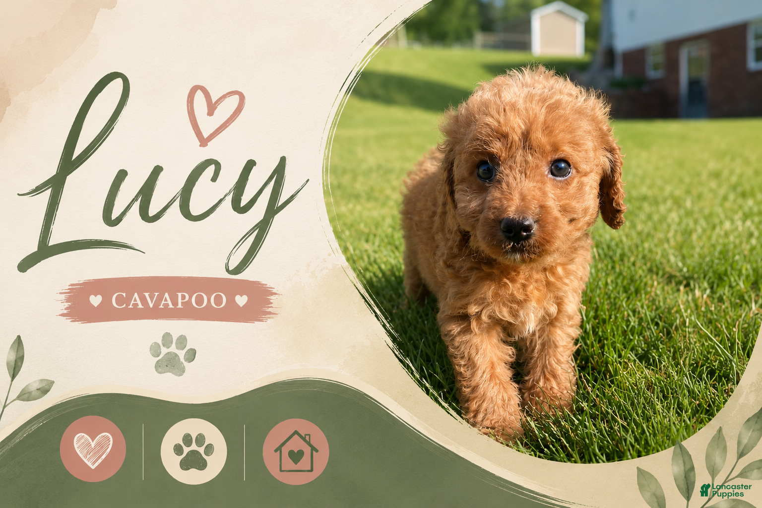 Cavapoo dogs Lucy - Ad 1