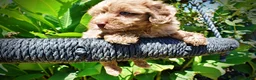 Havapoo dogs for sale: Innocent - Ad 2