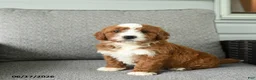 Bernedoodle dogs for sale: Socks - Ad 1