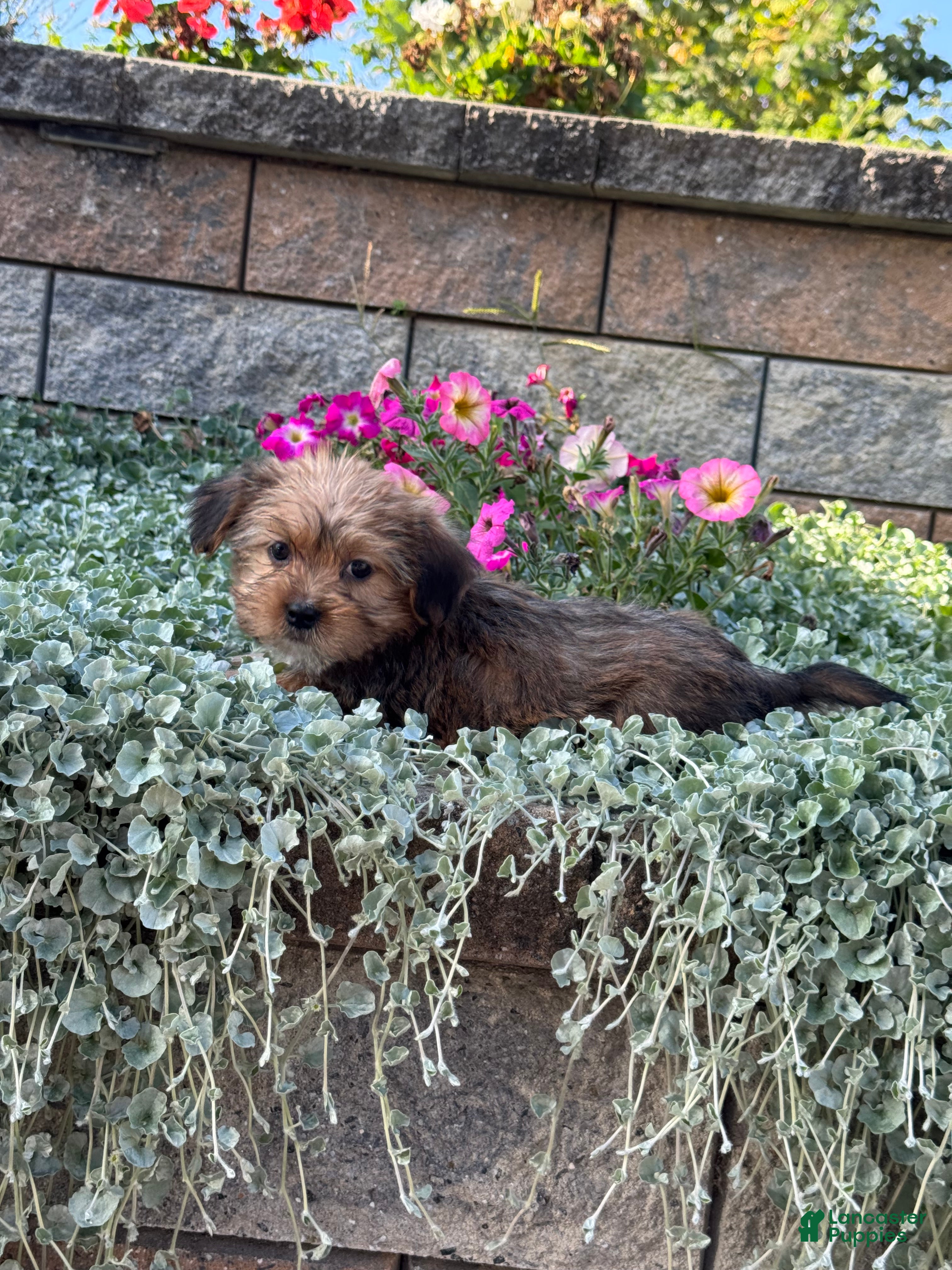 Shorkie dogs Alex - Ad 41