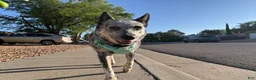 Australian Cattle Dog dogs for sale: Australian cattle dog 6 - Ad 5