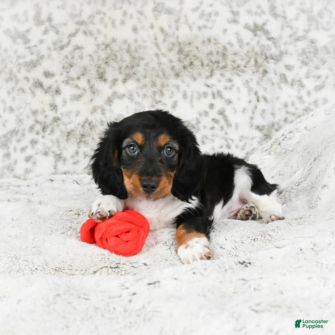 Miniature Dachshund dogs for sale: Charlie - Ad 10