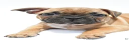 Frenchton dogs for sale: Abby - Ad 3