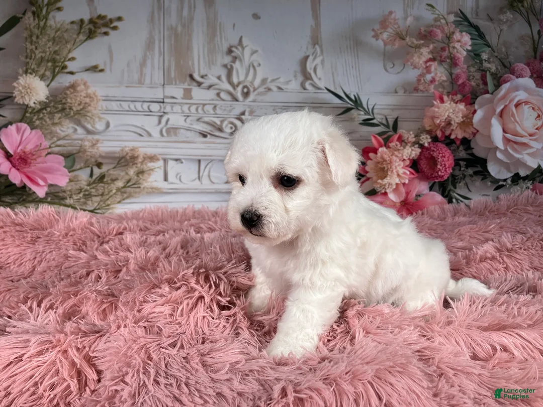 Bichon Frise dogs for sale: AKC-Nena - Ad 5
