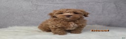 Maltipoo dogs for sale: Diesel  - Ad 4