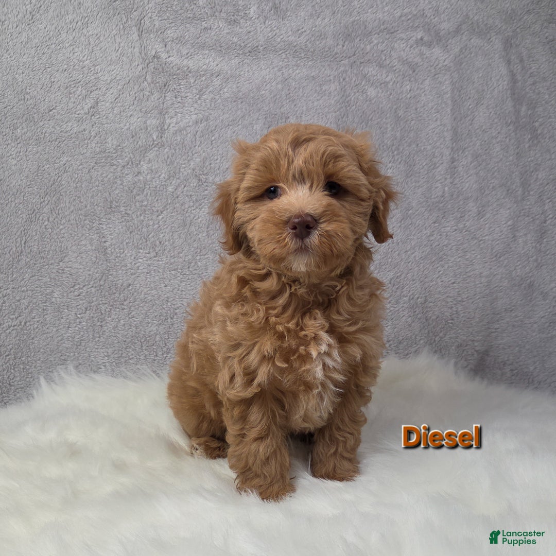 Maltipoo dogs for sale: Diesel  - Ad 4