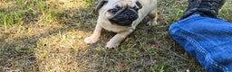 Pug dogs for sale: Don - Ad 3