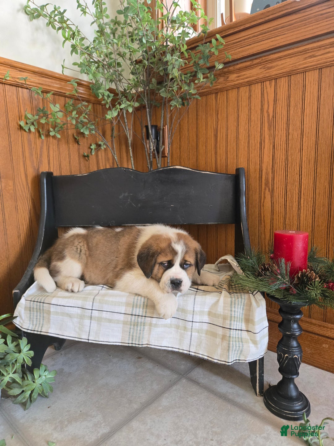 Saint Bernard dogs for sale: Buster  - Ad 2