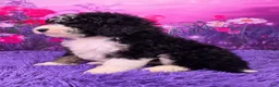 Mini Sheepadoodle dogs for sale: Stella - Ad 3