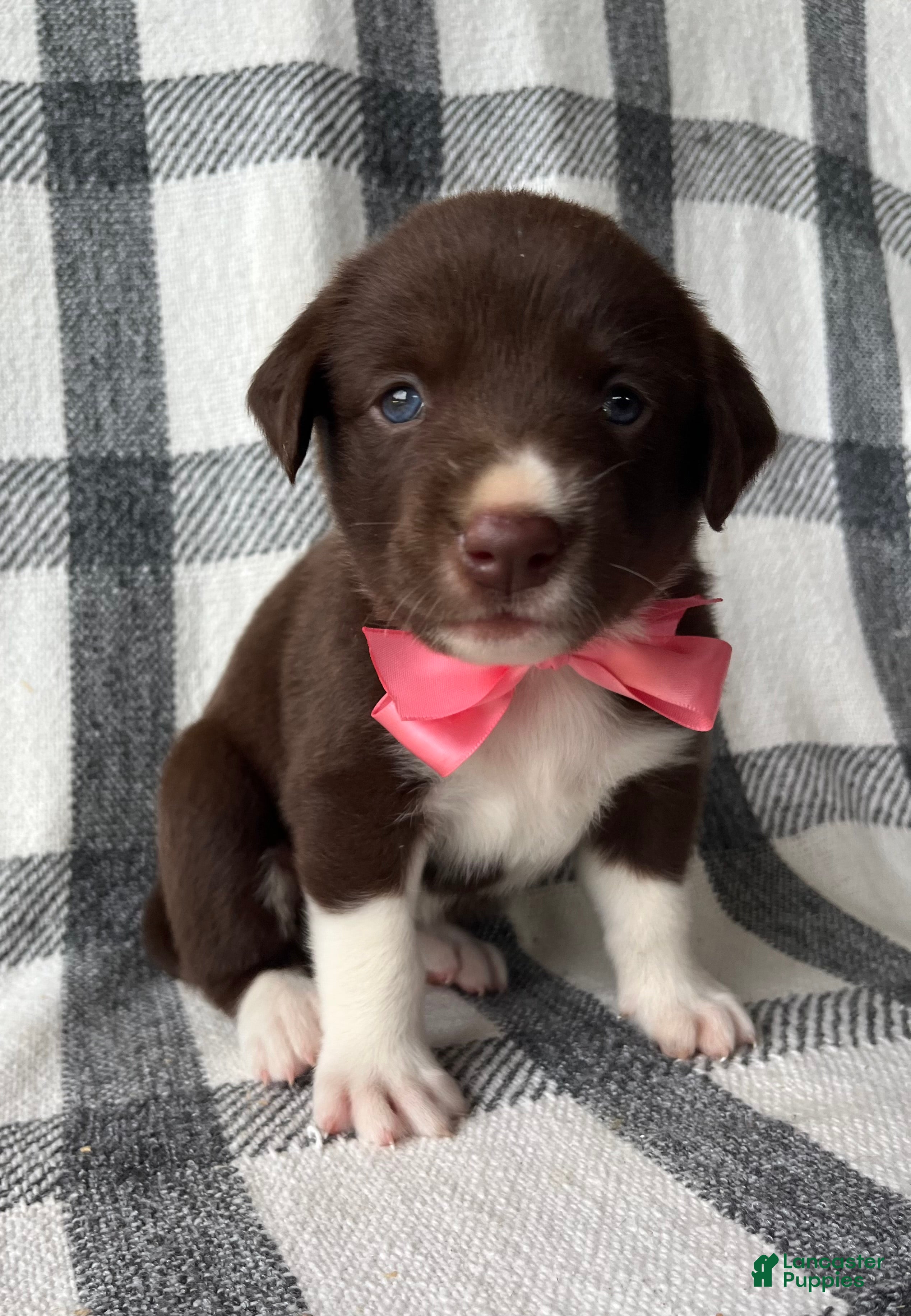 Mixed Breed dogs Gracie - Ad 1