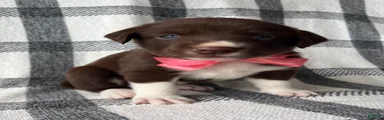 Gracie