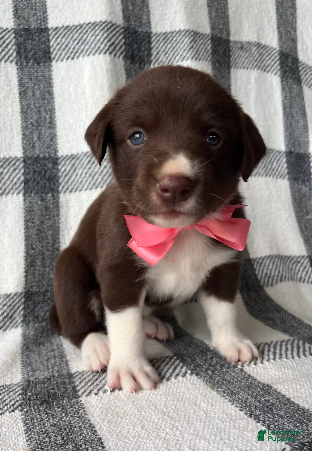 Mixed Breed dogs for sale: Gracie - Ad 1