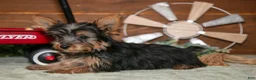 Yorkshire Terrier dogs for sale: Rylie - Ad 3